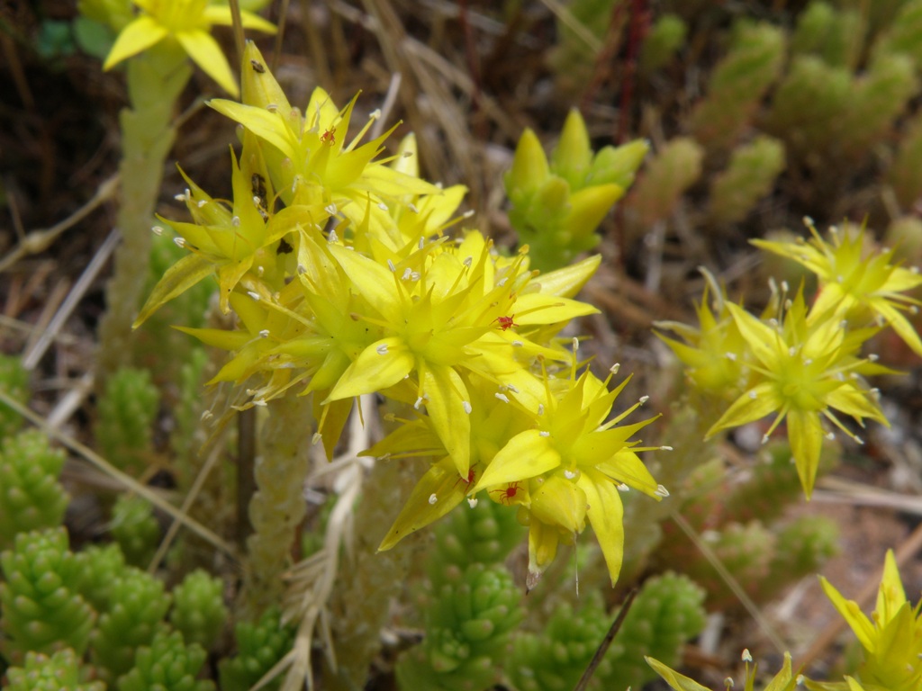 Sedum acre